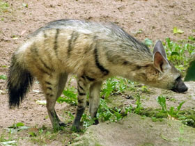 Фото Земляной волк: гроза термитов