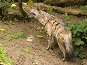 Фото Земляной волк: гроза термитов