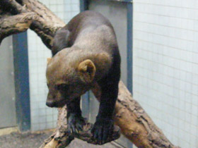 Смотреть фото Тайра Фото Тайра