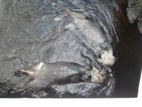 Смотреть фото Калан Фото Калан