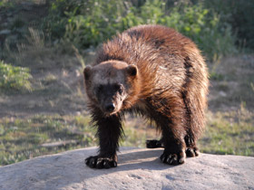 Смотреть фото Самые опасные животные для человека Фото Самые опасные животные для человека