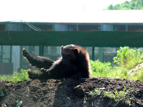 Смотреть фото Росомаха Фото Росомаха