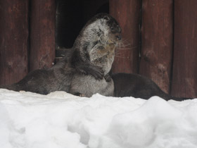 Смотреть фото Обыкновенная выдра Фото Обыкновенная выдра