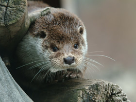 Смотреть фото Обыкновенная выдра Фото Обыкновенная выдра