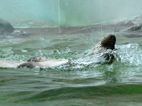 Смотреть фото Обыкновенная выдра Фото Обыкновенная выдра