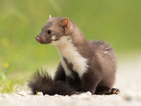 Смотреть фото Каменная куница Фото Каменная куница