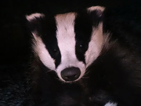 Смотреть фото Барсук Фото Барсук