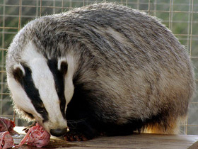 Смотреть фото Барсук Фото Барсук