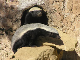 Смотреть фото Медоед Фото Медоед