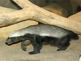 Смотреть фото Медоед Фото Медоед