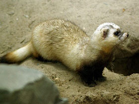 Смотреть фото Степной хорек Фото Степной хорек