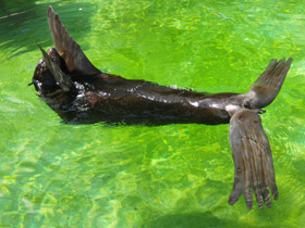 Смотреть фото Северный морской котик Фото Северный морской котик