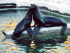 Северный морской котик Северный морской котик