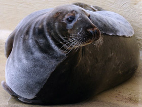 Смотреть фото Серый тюлень Фото Серый тюлень