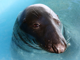 Смотреть фото Серый тюлень Фото Серый тюлень