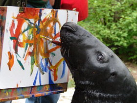 Смотреть фото Серый тюлень Фото Серый тюлень