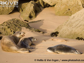 Смотреть фото Средиземноморский тюлень Фото Средиземноморский тюлень