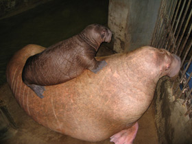 Смотреть фото Морж Фото Морж