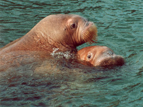 Смотреть фото Морж Фото Морж