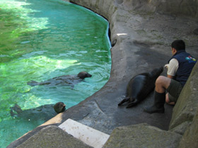 Смотреть фото Обыкновенный тюлень Фото Обыкновенный тюлень