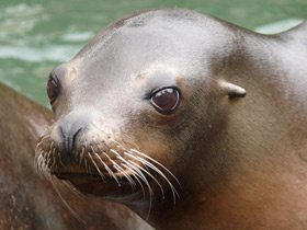 Смотреть фото Калифорнийский морской лев Фото Калифорнийский морской лев