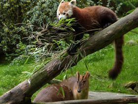 Смотреть фото Малая панда: единственная в своем семействе Фото Малая панда: единственная в своем семействе