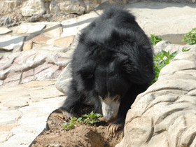 Смотреть фото Губач Фото Губач