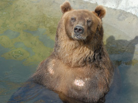 Фото Животные - символы