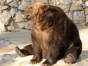 Фото Животные - символы