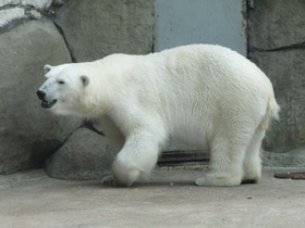 Фото Белый медведь