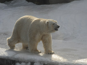 Фото Белый медведь