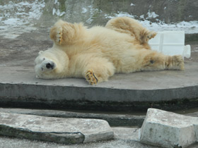 Фото Белый медведь