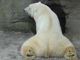 Фото Белый медведь