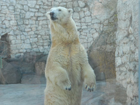 Фото Белый медведь