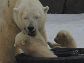 Фото Белый медведь