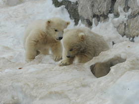 Белый медведь Белый медведь