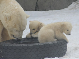 Фото Белый медведь
