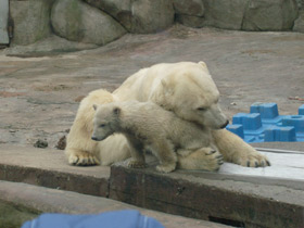 Фото Белый медведь