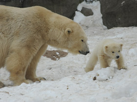 Фото Белый медведь