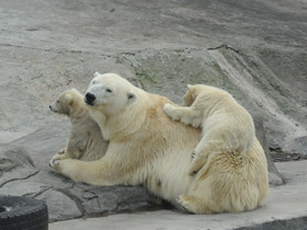 Фото Белый медведь