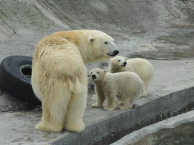 Фото Белый медведь