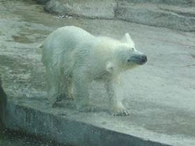 Фото Белый медведь