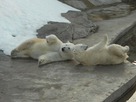 Фото Белый медведь