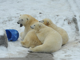Фото Белый медведь