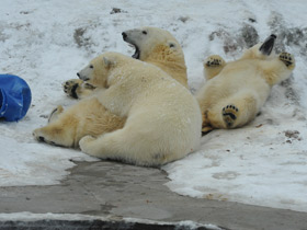 Фото Белый медведь