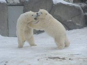 Фото Белый медведь