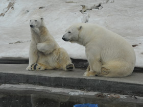 Фото Белый медведь
