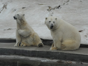Фото Белый медведь