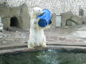 Фото Белый медведь