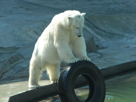 Фото Белый медведь